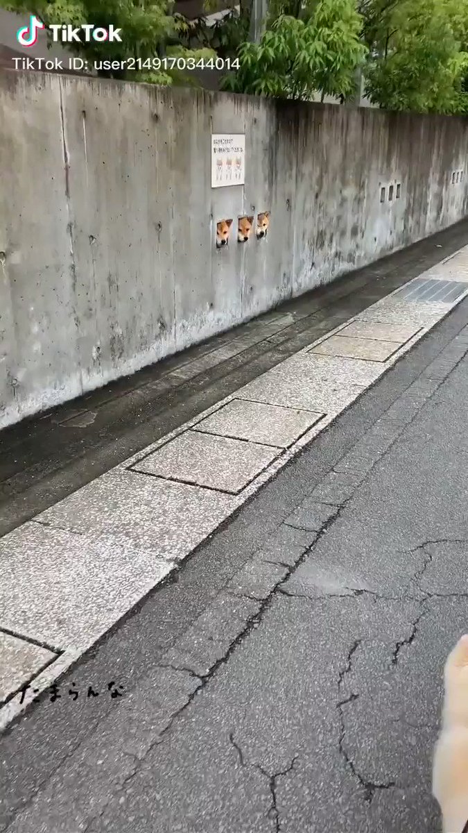 とても可愛い3匹のわんちゃんの動画です。顔だけが出ていて可愛いｗｗｗｗ