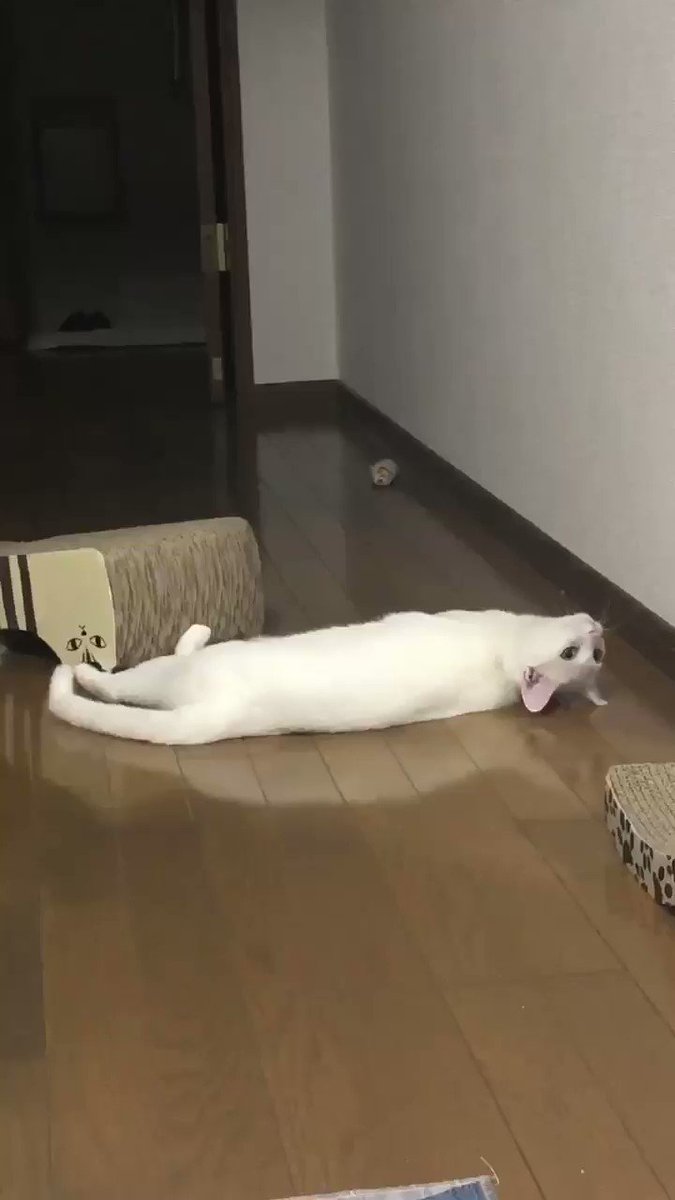 これはちょっと怖いかも･･･！じっと一点を見つめる猫の視線の先には･･･