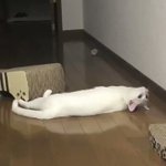 これはちょっと怖いかも･･･!じっと一点を見つめる猫の視線の先には･･･