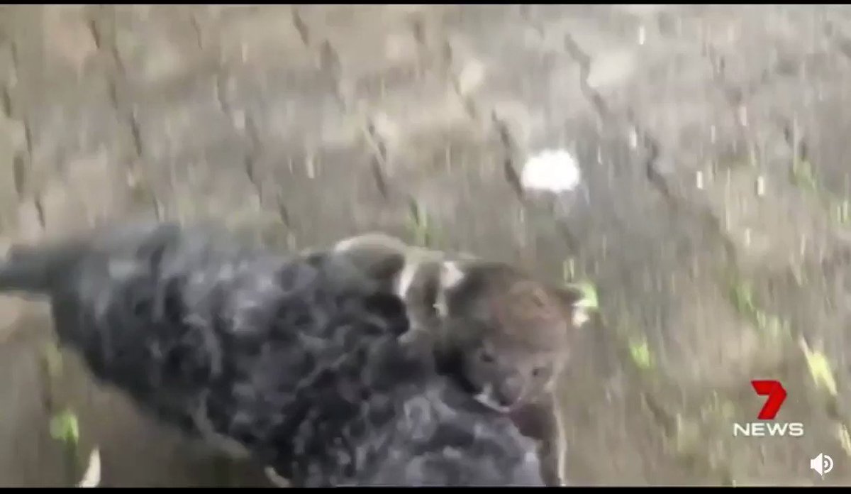 コアラの赤ちゃん犬とママを勘違い！？犬をママだと思って必死でついてきた！！