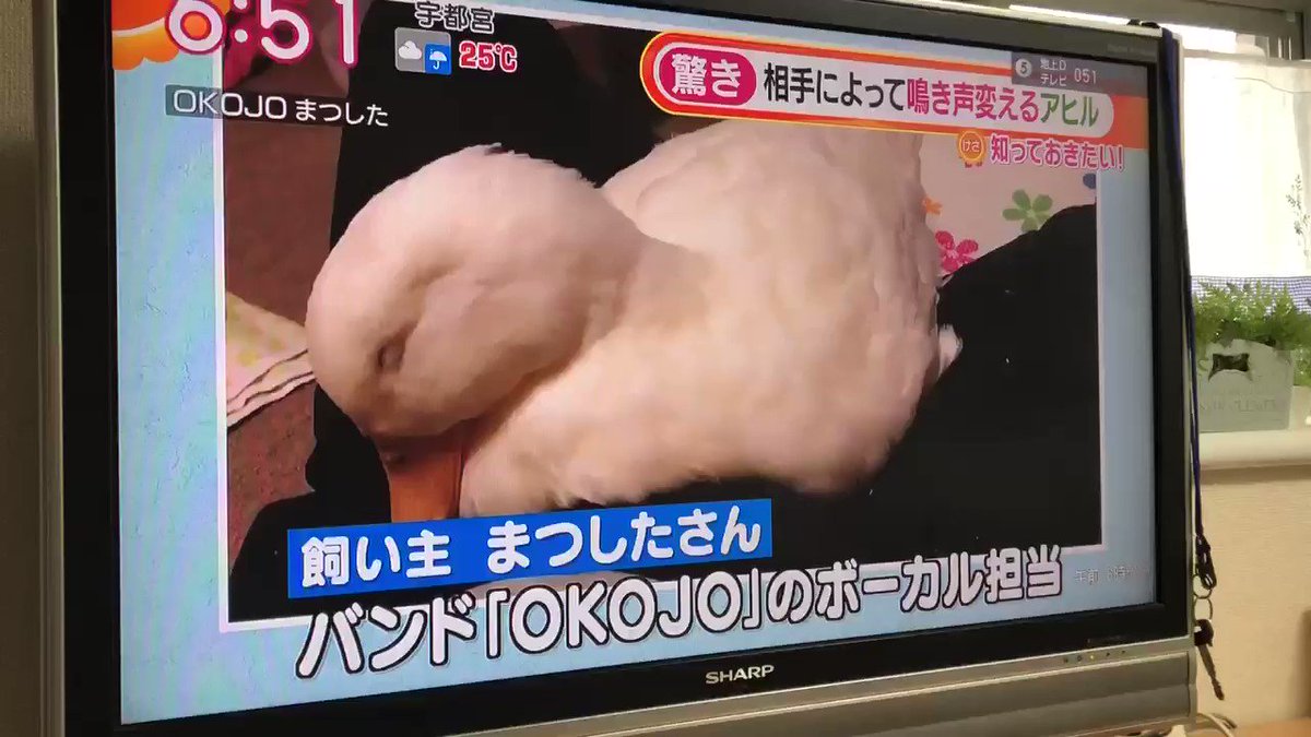 最初嬉し驚き!って感じで動画も写真も撮るの忘れてたから途中からだけど…
今日朝からテレビ見ててほんとによかった…🥺🥺🥺@OKOJO_band