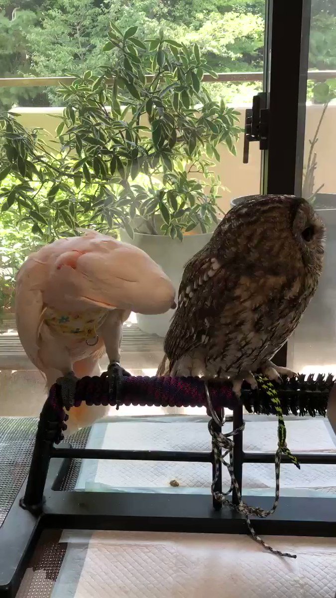 人間みたいだよね 二羽の鳥さん 2日目の出来事 話題の画像プラス