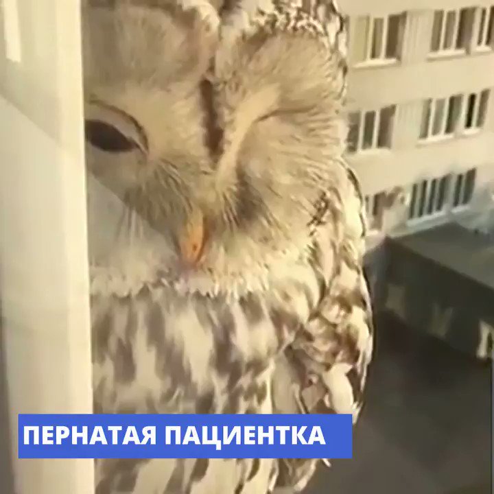 Совы усть-илимска. Сова прилетает в полночь читать полностью. Сова прилетает в полночь читать полностью. 1993. Сова с книгой.