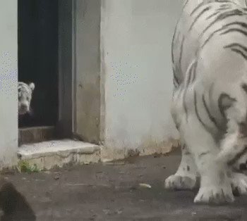 RT @fasc1nate: Baby tiger sneaks up on its mom. https://t.co/yCyd7HAhmE