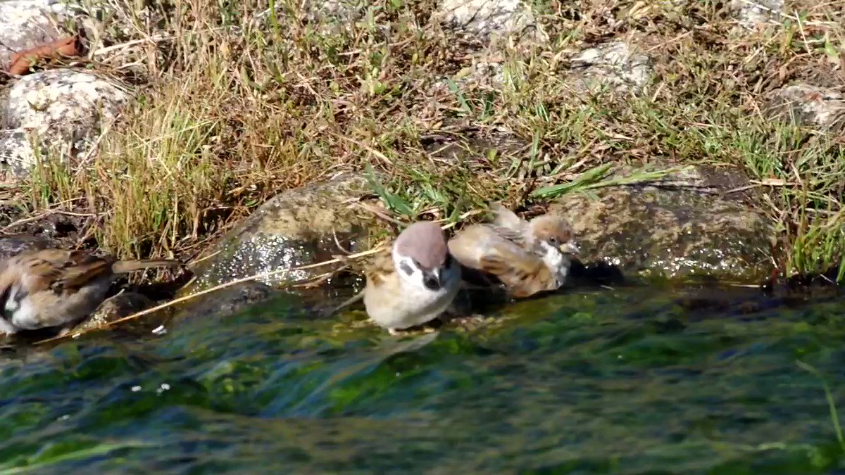 一緒に並んで水浴びしたいのに〜
#雀 #スズメ #すずめ #sparrow #鳥 #小鳥 #野鳥 #bird https://t.co/4lG4WpDoJG
