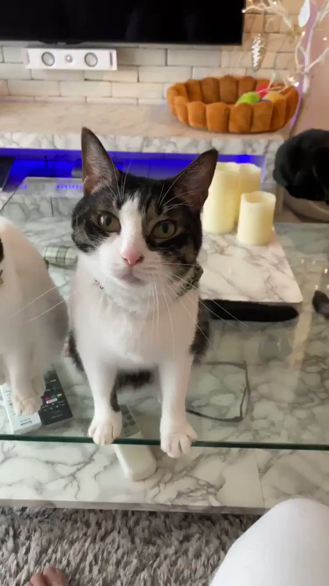 飼い猫に お手 と手を出した結果 頭をのせ すりすり される ライブドアニュース