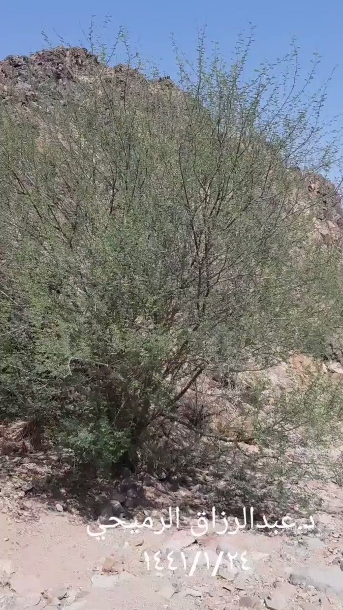 خالد أبابطين Sur Twitter وكذلك الحال في معرفة السلم والسمر 1 سلم 2 سمر