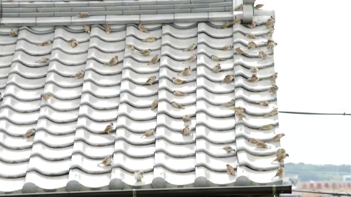 それぞれの瓦に予約席があるんだね
みんな好き勝手にくつろいでるよ
嵐くるから気をつけてね
#雀 #スズメ #すずめ #sparrow #鳥 #小鳥 #野鳥 #bird https://t.co/8sXHNBmhat