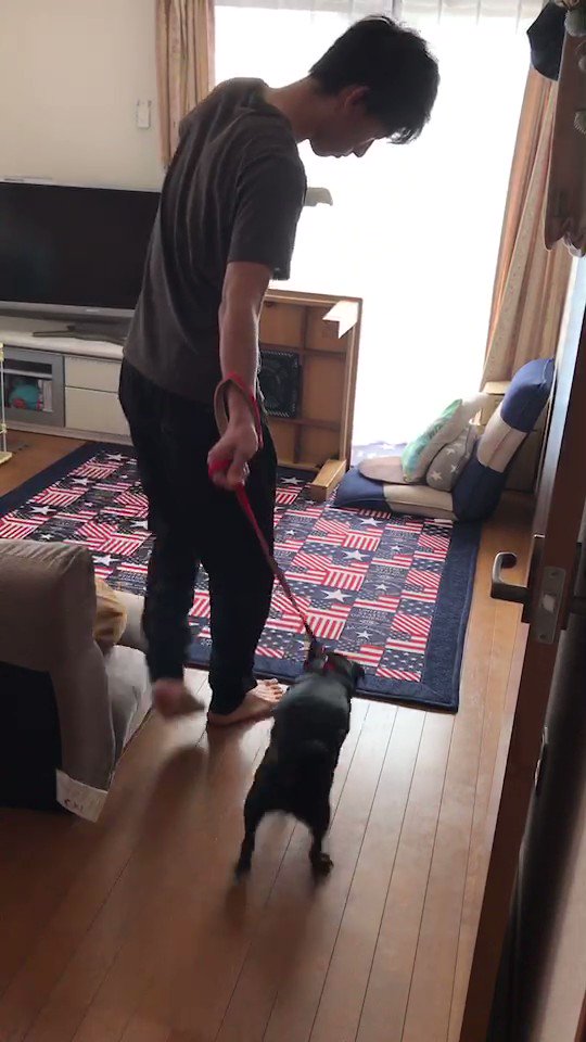 悠平へい ちなみに 三太 治りかけてます ました 昨日噛まれた 動画のようにって専門家の方が指導してくれました 効果は抜群 土佐犬飼うか このしつけ方法で治りそうです 探偵ナイトスクープ T Co 7n60mjrjk9 Twitter