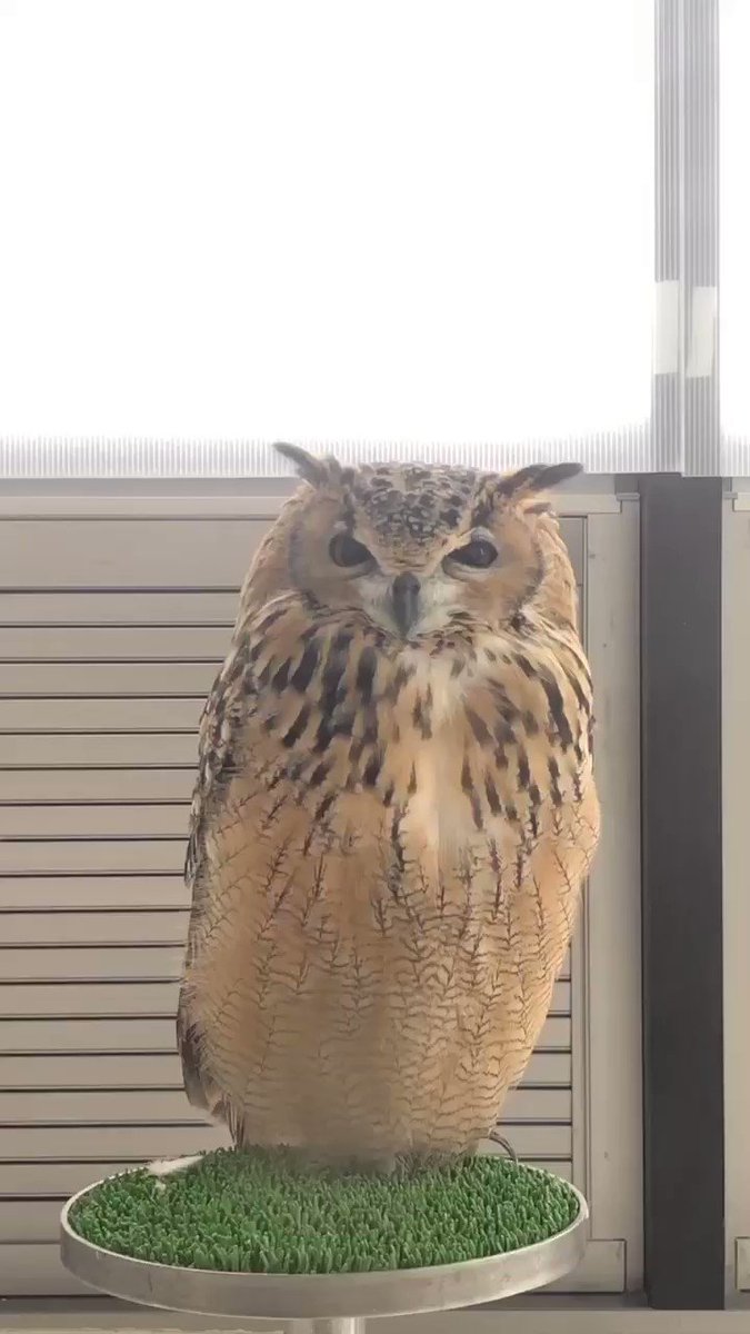 笑う門には福来たる フクロウのニッコリ笑顔に癒される 話題の画像プラス