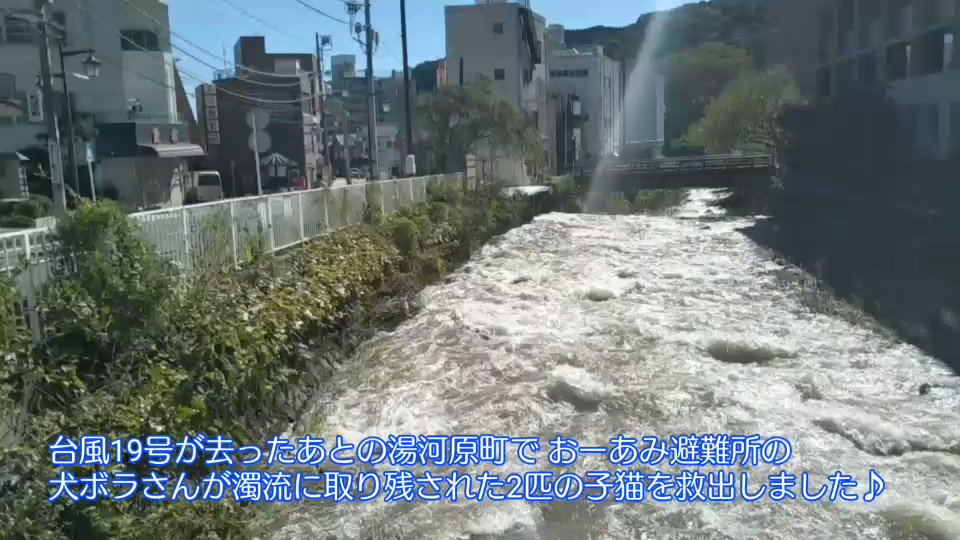 #台風19号 が去っあと湯河原の千歳川で濁流に取り残された子猫を、#おーあみ避難所 犬ボラさんが救出してくれました。お目目が塞がってて一歩間違えたら川に落っこちちゃうところだった。蚤がすごくてシャンプーし、お目目は目薬で開眼!元気にして里親さんを探すぞぉ♬
#保護猫