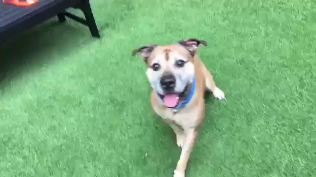 Everything is right about Gucci: loves people and dogs, obedient, playful, imaginative. Yet he will die Tuesday because, with tragic irony, his home was destroyed by Domestic Violence. Gucci #40555 needs Rescue/F/A pledges via @TomJumboGrumbo PLEASE RT HIM https://newhope.shelterbuddy.com/Animal/Profile/Index/0915386d-8d04-47f0-b56c-dc05e8a2dbb2 …