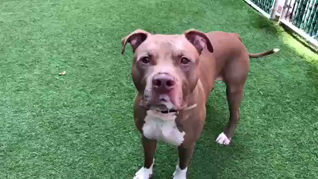 Your dog is really sick: Seizures and a lump. Treatment will almost certainly save him. So naturally: you dump him to die Tuesday in @nycacc hell. Gentle to strangers, kids, dogs, Apollo #75227 needs pledges via @TomJumboGrumbo for Rescue/F/A PLEASE RT
https://newhope.shelterbuddy.com/Animal/Profile/Index/82b9c003-01e0-4627-b312-b6dea4e934eb …