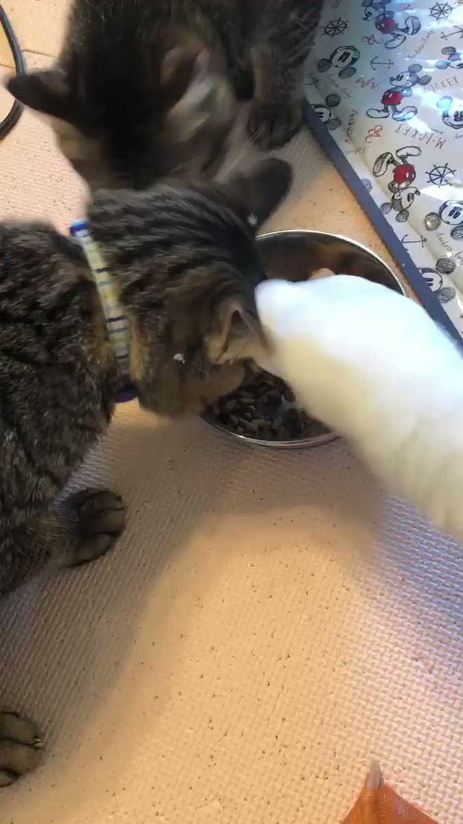 一人だけ食べるペースが尋常じゃない 猫とアヒルの食事シーン 話題の画像プラス