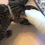 一人だけ食べるペースが尋常じゃない!猫とアヒルの食事シーン!