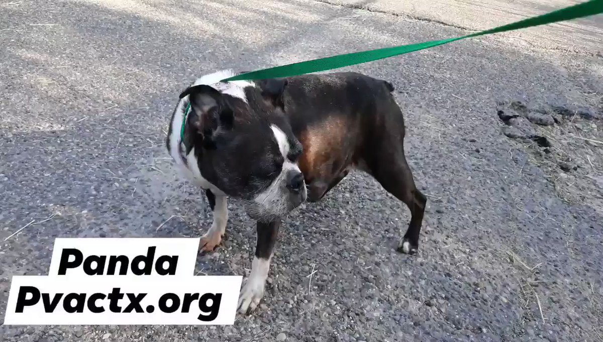 Panda is safe with @RDR_NYC 🥳🎊💃The next poor soul has left #Hellhole #PalmValley #Edinburg alive. How confused & forlorn she must have felt after her owner discarded her like trash after years of neglect with untreated Tumors 😭Only ❤️& care from now on dear sweet #girl 😍