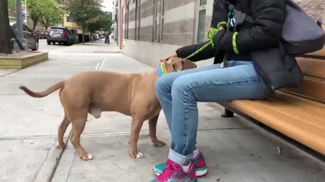 Roscoe sits close, leans in for petting, loves other dogs, smiles, sniffs is playful - and @nycacc will kill him tomorrow because he gets scared if a human leans in on HIM. Roscoe #77966 needs pledges for Rescue/F/A via @TomJumboGrumbo PLEASE RT ROSCOE! https://newhope.shelterbuddy.com/Animal/Profile/Index/00277426-b9d5-4fd3-9c15-cfba4cea11a2 …
