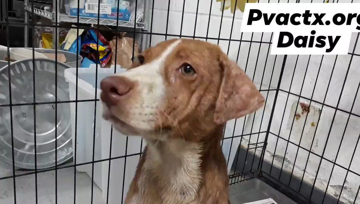 More brilliant News today dear Friends 🥳🎊💃DAISY is safe with LUCKY`s LEGACY & will leave #PalmValley #Edinburg 😍I´ll post Freedom Pics as soon as the #Rescue posts them ❤️🐾I´m over the moon for Daisy , I was so worried she won`t have a Chance 🎉TY you for sharing & caring 🙏