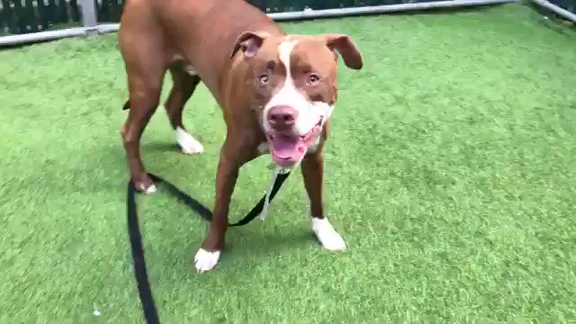 Enthusiastic Augie adores people, attention, walks, other dogs, life. They’ll take it away from him tomorrow because he had a fight with a dog and needs to be the solo pooch. Rescue/F/A Pledges for Augie #74206 via @TomJumboGrumbo can save Augie PLEASE RT
https://newhope.shelterbuddy.com/Animal/Profile/Index/0915386d-8d04-47f0-b56c-dc05e8a2dbb2 …