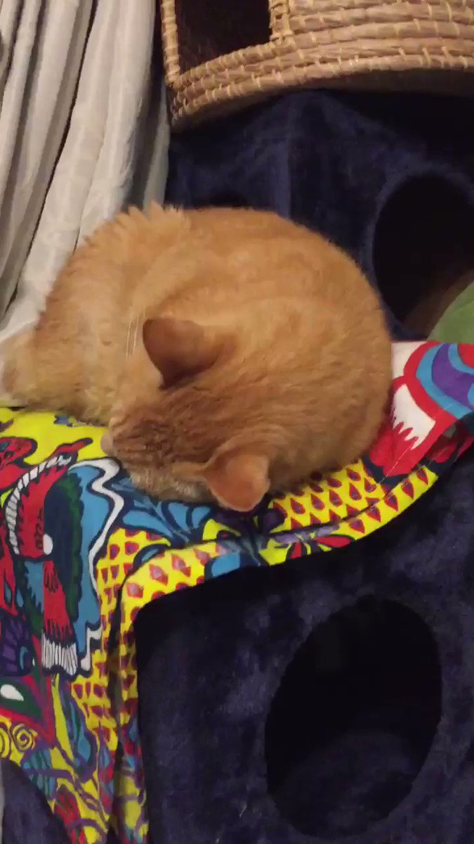 猫さんが大きな鼻ちょうちんを出しながらスヤァなさるご様子が平和かわいい 本人はふぇ 一体何が Togetter