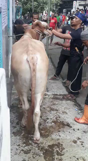 No wonder cow is considered very sacred in sub-continent, so if you ever disrespect it you get kicked. Maa ki chappal yaad aa gai 👞#MuqaddasGai #gaumata