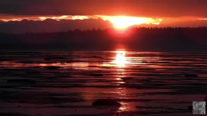 Watch as eagles and a peregrine falcon set up the ducks on boundary bay yesterday - please see my full video here 😊🙏💛
⬇️
https://youtu.be/PE579LAnUlM
⬆️⬆️
#boundarybay #baldeagle #birds #raptors #vancouverbirds #wildlife #nature #natgeo #cangeo #canada #wildvancouver #pnw