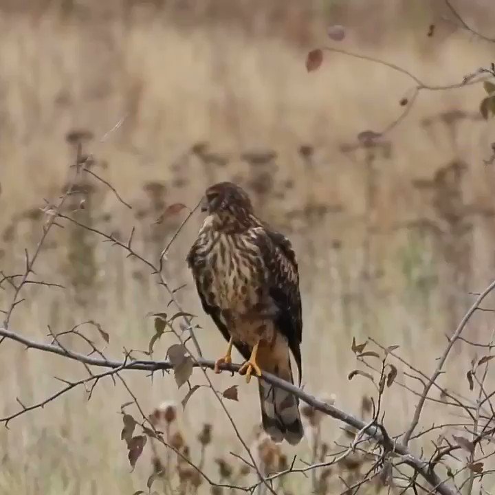 Lovely Northern harrier stretching beautiful wings this Tuesday morning 15 October 2019 in Delta #deltabc #exploredelta #northernharrier #birds #vancouverbirds #wildlife #nature #natgeo #cangeo #canada #wildvancouver