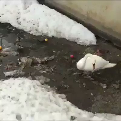 A swan is pulling plastic out of water. Guess in some aspects some species evolved better than us.