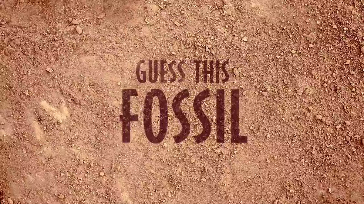 Jurassic World (@JurassicWorld) on Twitter photo 2019-10-16 16:20:31 Happy Fossil Day! Can you name the dinosaur who’s fossil this belongs to? Happy Fossil Day! Can you name the dinosaur who’s fossil this belongs to?