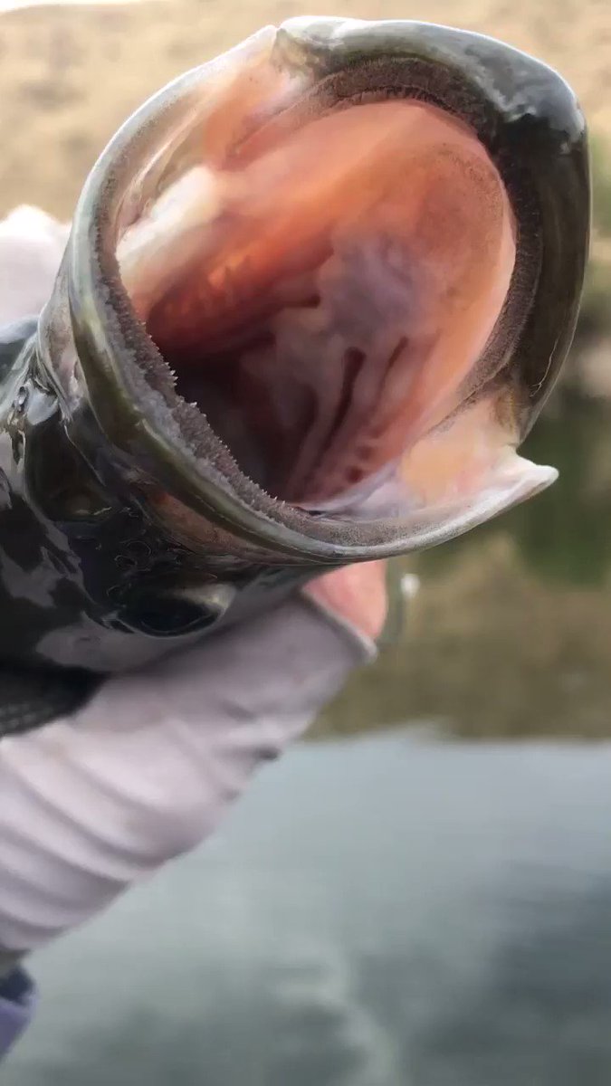 #HumpDayMotivation @igofish2day #bassfishing