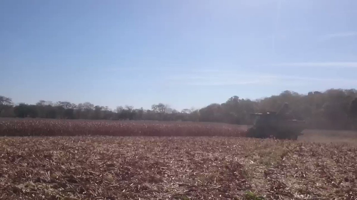 アメリカ穀物協会 オハイオ州でのトウモロコシ収穫の様子です Uscorn Harvest19