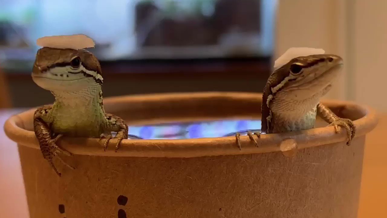 脱皮を手伝ってお風呂にトカゲを入れている とってもかわいい光景 話題の画像プラス 脱皮を手伝ってお風呂にトカゲを入れている とってもかわいい光景 話題の画像プラス