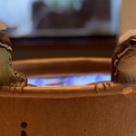 脱皮を手伝ってお風呂にトカゲを入れている!とってもかわいい光景!