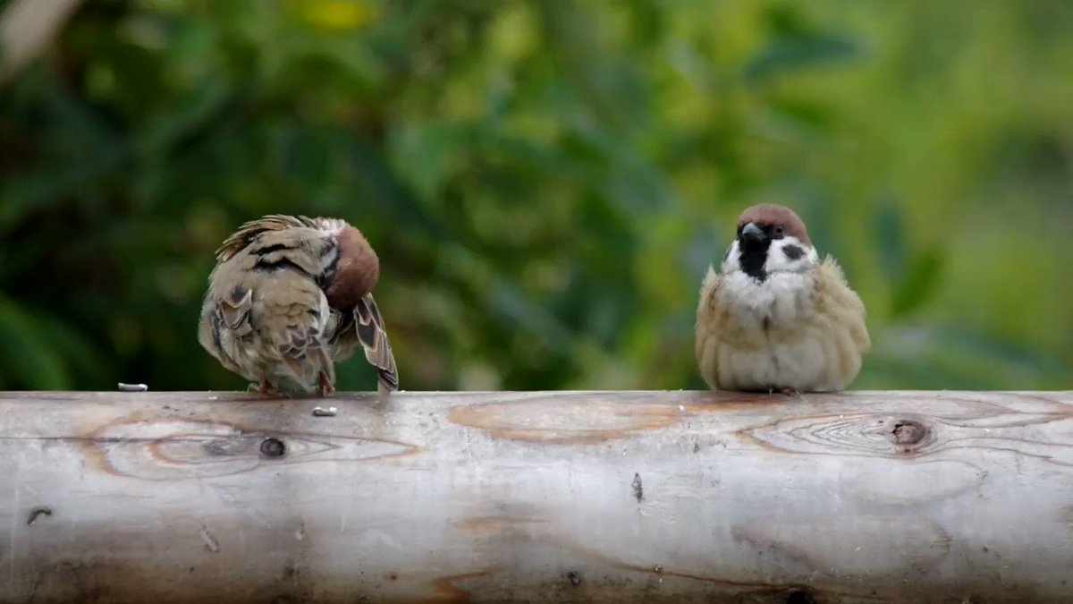 中野さとる おやつまだかなー って甘えるような鳴き声 雀 スズメ すずめ Sparrow 鳥 小鳥 野鳥 Bird 中野さとる おやつまだかなー って甘えるような鳴き声 雀 スズメ すずめ Sparrow 鳥 小鳥 野鳥 Bird