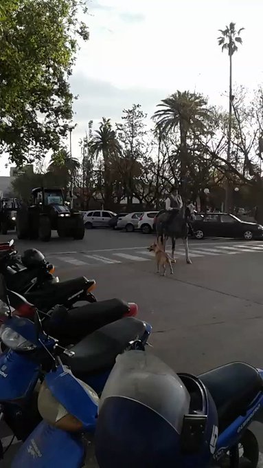 Video insertado