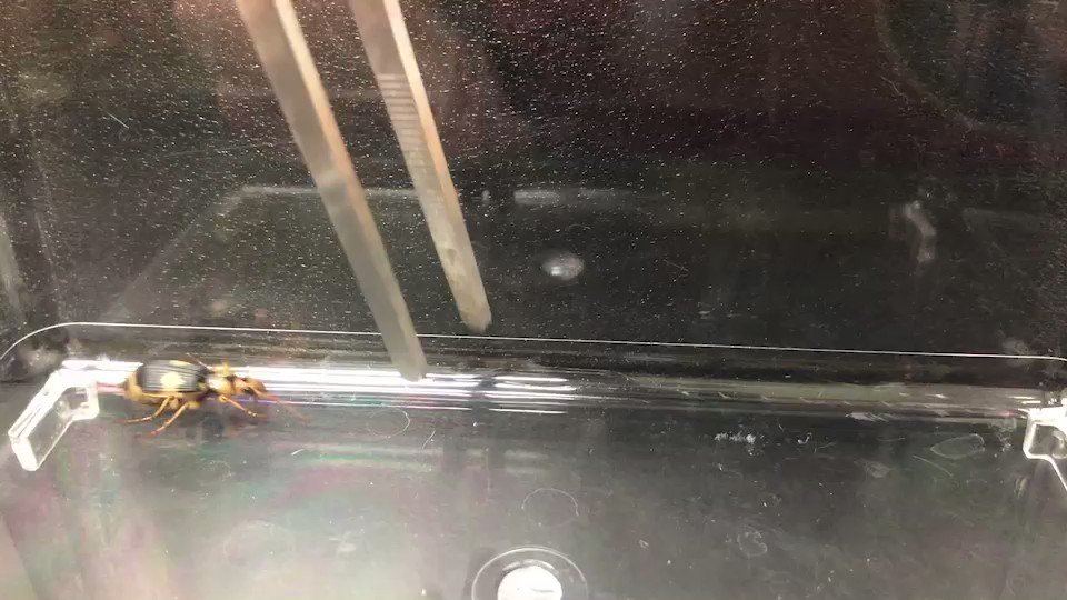 虫注意 ミイデラゴミムシさんによる高温ガスの噴射っぷりのスゴさたるや こんなのもう兵器やん 当たると大変 Togetter