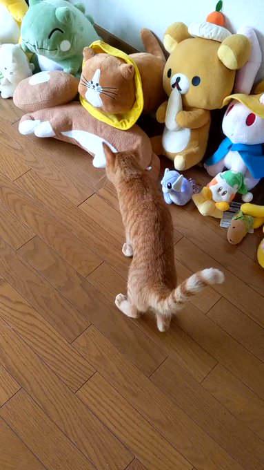 ミニリュウ の評価や評判 感想など みんなの反応を1時間ごとにまとめて紹介 ついラン