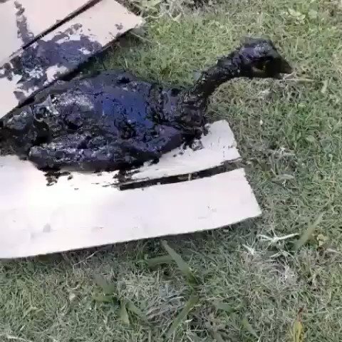 Vídeo incorporado