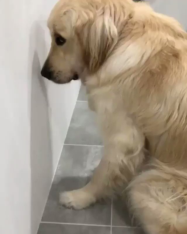 malek (@malekalby) on Twitter photo 2019-10-20 22:05:53 I wonder who took the toilet roll...🧐👀🙄 (kylo_and_vader / IG) I wonder who took the toilet roll...🧐👀🙄 (kylo_and_vader / IG)