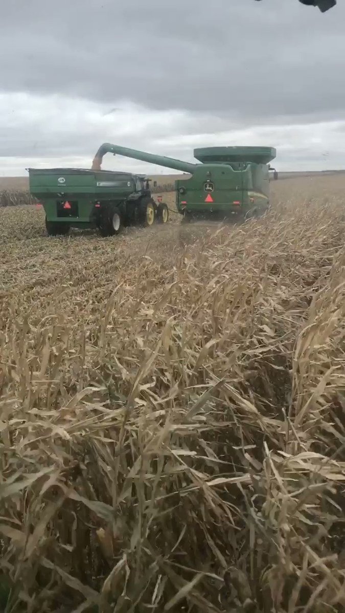 Finally hitting our stride on some beautiful @ChannelSeed #corn in the middle of the #Goodlife #harvest2019
