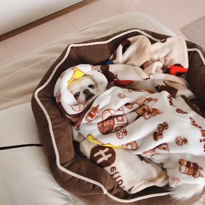 犬好きさんと繋がりたい の評価や評判 感想など みんなの反応を1時間ごとにまとめて紹介 ついラン