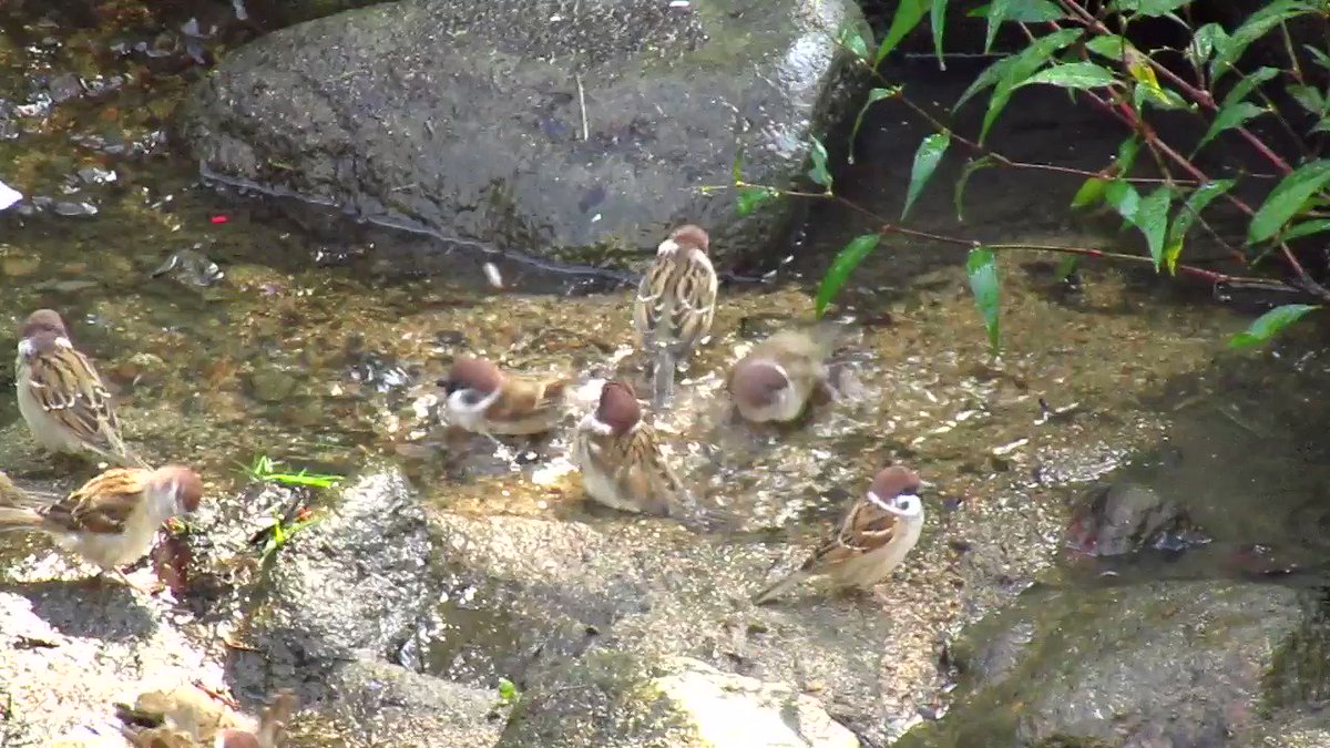 野鳥温泉にスズメの団体客がいらっしゃって大混雑となっております！