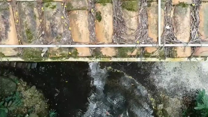 Vídeo incorporado