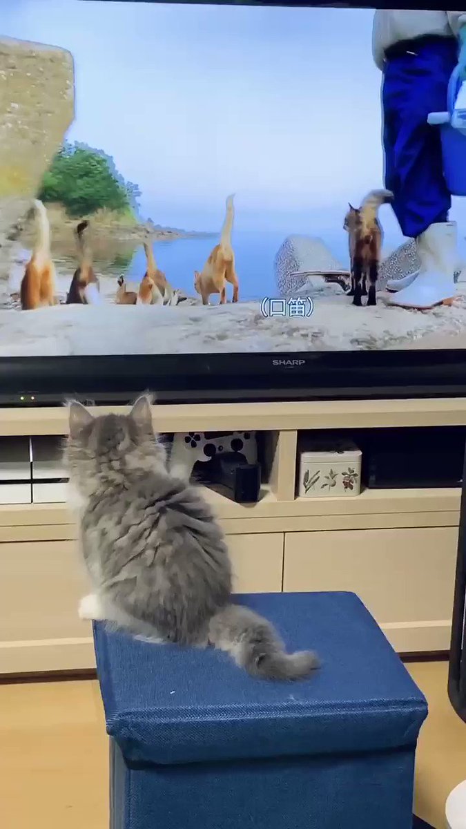 画面の向こうの猫たちにつられて一緒にジャンプしちゃう姿にグッとくる とにかく可愛いと話題の猫動画 話題の画像プラス