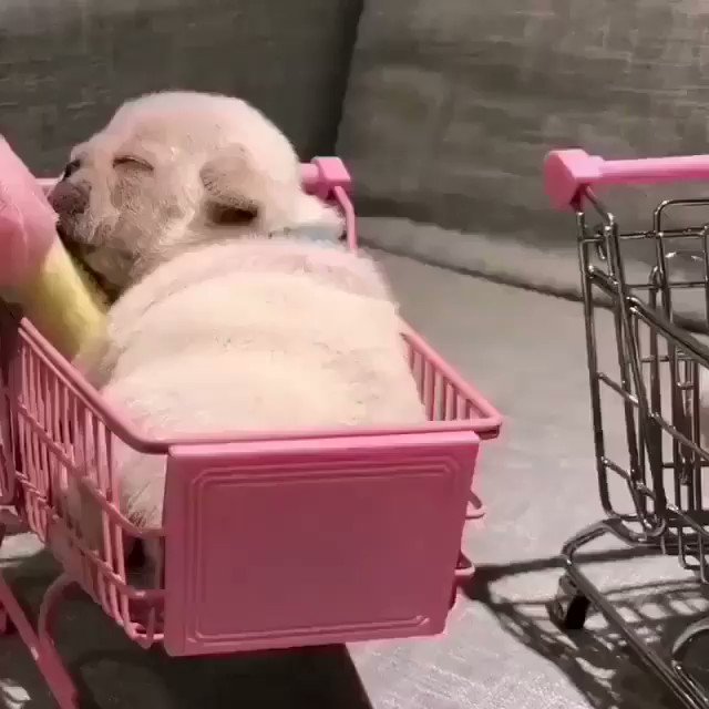 気持ちよさそうに買い物カートの中で眠るフレンチブルドッグに癒される