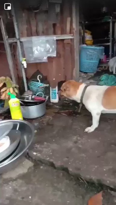 Video insertado