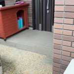 3日ぶりに飼い主が帰ってきたのに、最初の方は気がついていない犬