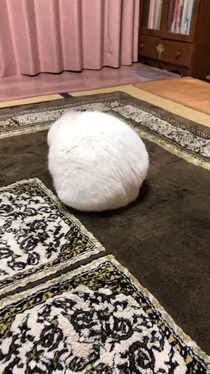 こんなに驚く？！おキャット様が己の尻尾に気付いた瞬間と見失った瞬間…