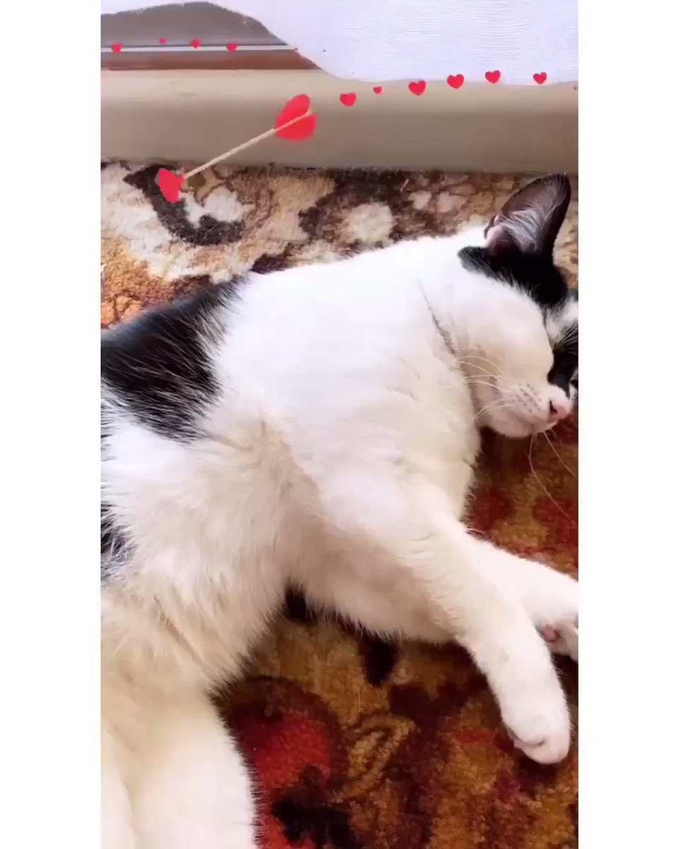 Ratu Kuman 🦠 (@Helenjunet) on Twitter photo 2019-10-25 23:50:06 He hates me since then He hates me since then