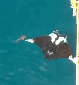 Riesiger ozeanischer Manta-rochen, der unter einer Offshore-Bohrinsel in der Nähe von Trinidad gesichtet wurde, ( Hai für Schuppen).